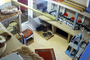 Refugio de animales "ULUBELE". Webcams Lychee en línea