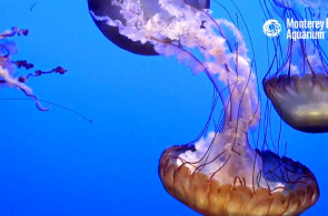 Medusas en el Acuario de la Bahía de Monterey. Webcams de Monterey en línea