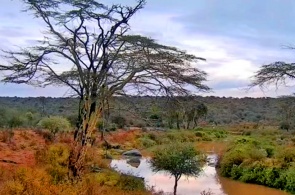 Río en África. Cámaras web Laikipia