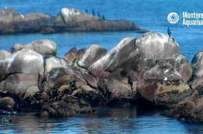 Bahía de Monterey Webcams de Monterey en línea