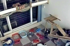 Webcam del refugio "Hanoi Pet Rescue" en línea