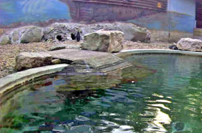 Pinguino de Papúa. Szegedi Vadaspark zoo webcam en línea
