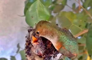 Nido de colibrí. Webcams La Verne en línea