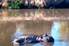 Hipopótamos en la reserva. Cámaras web Laikipia