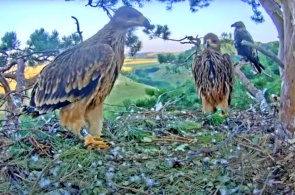 Nido de águila solar. Cámaras web Naberezhnye Chelny