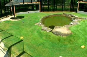 George H. Carroll Lion Habitat. Webcams de Florencia en línea