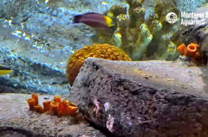 Arrecife de coral Webcams de Monterey en línea