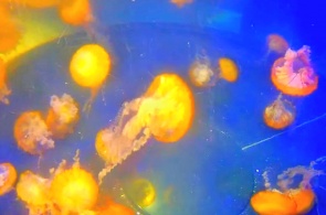 Acuario con medusas. Cámaras web de Long Beach