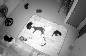 Refugio de animales "Hanoi Pet Rescue" webcam en línea