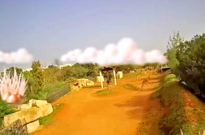 Jirafa Cam en el zoológico. Cámaras web Rabat