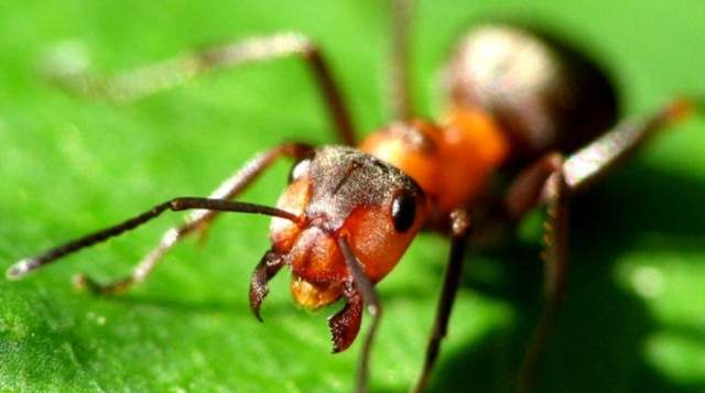 Hormigas, cámara web en línea en el Insectario de Nueva Orleans