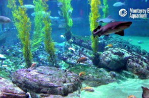 Tiburones en el Acuario de la Bahía de Monterey. Webcams de Monterey en línea