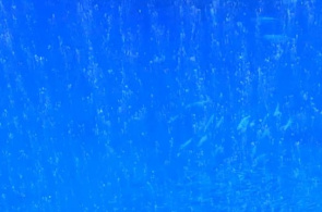 Webcam de Aquarium Monterey Bay en línea