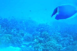 Cámara submarina en la isla de Meeru. Cámaras web Meeru