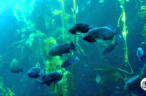 Acuario de la Bahía de Monterey en tiempo real