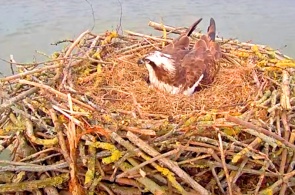Cámara web en el nido de águila pescadora. Webcams Rutlandia