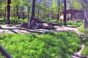 Un aviario con lobos grises. Szegedi Vadaspark zoo webcam en línea