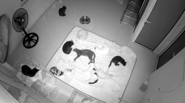 Refugio de animales "Hanoi Pet Rescue" webcam en línea